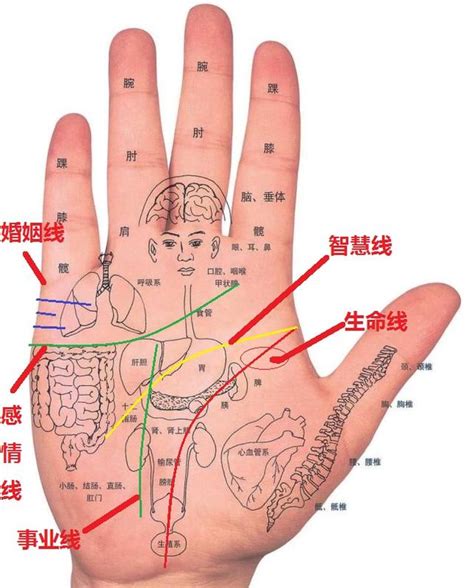 指節紋|手紋:簡述,生命線,智慧型線,感情線,婚姻線,事業線,太陽。